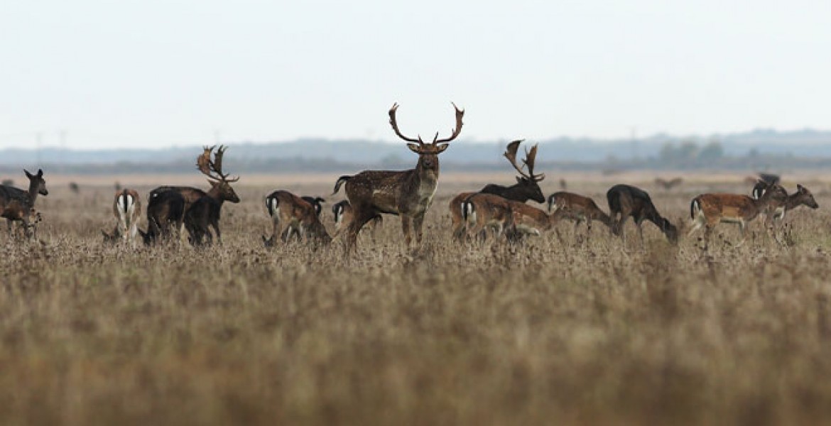 L’Association départementale des chasseurs de grand gibier organisera cette année une épreuve de son traditionnel « Brevet Grand Gibier ». 