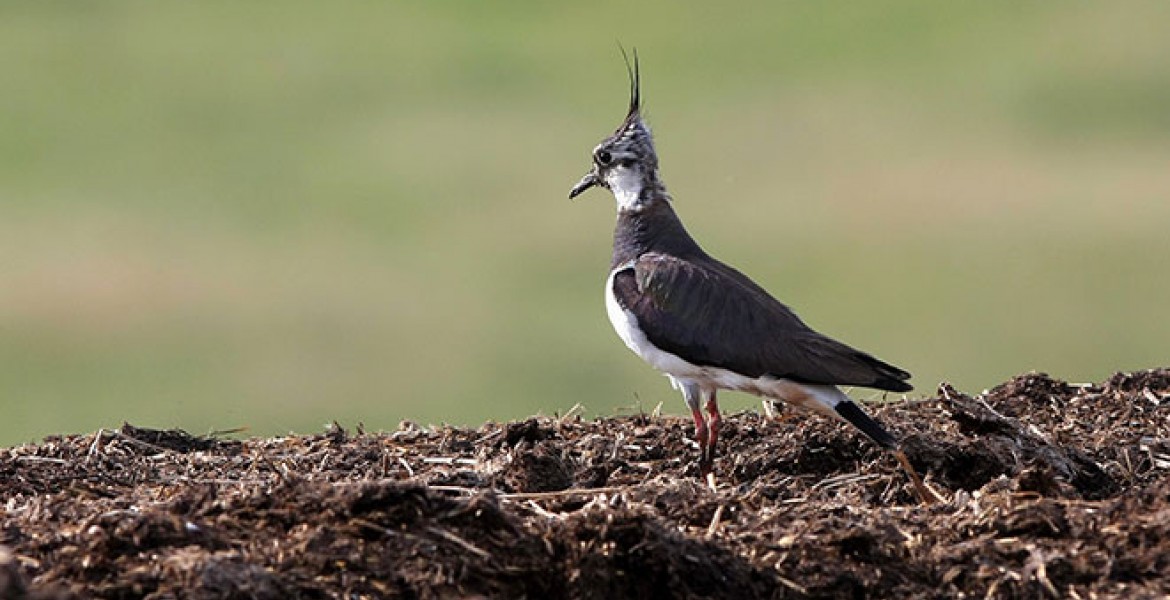 Le Vanneau huppé (Vanellus vanellus) est une espèce emblématique de la chasse française.